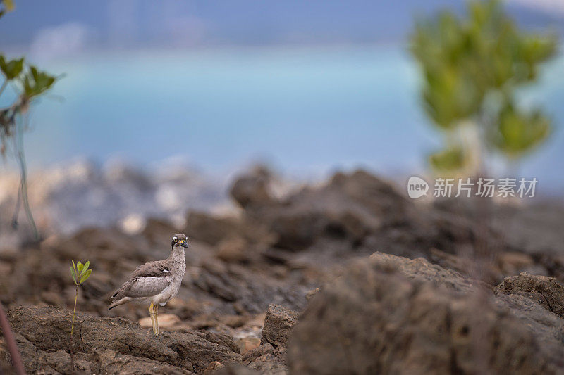 厚膝鸟:成年海滩厚膝或海滩石鸻(Esacus magnirostris)ใ